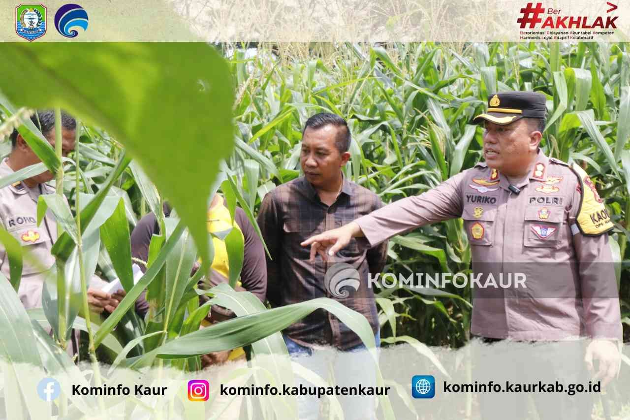 Kapolres Kaur Cek Kebun Jagung Program Ketahanan Pangan 