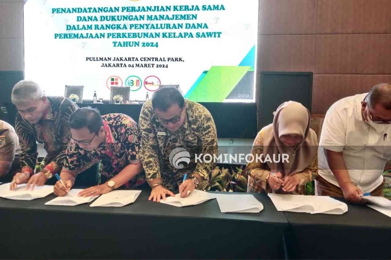 Program Peremajaan Sawit Rakyat (PSR) Kementan RI, Kaur Dapat Alokasi Untuk Lahan 150 H