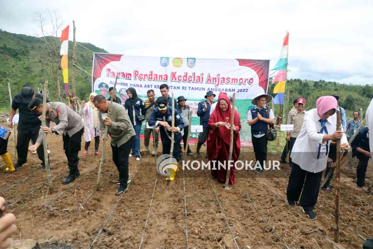 Budidaya Kedelai Anjasmoro Di Lahan 600 HA, Kaur Siap Swasembada